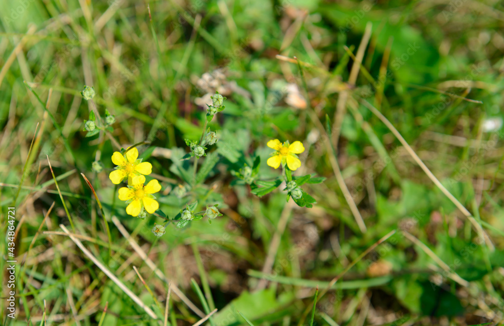 Small yellow meadow flowers in a green clearing Small yellow meadow flowers in a green clearing