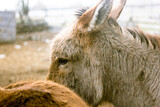 Equus asinus asinus, or domesticated donkey. A muzzle of a handsome gray-brown donkey in front of other animals on a farm or zoo on a cold winter day. Donkey Farm. Agriculture theme. Warm film filter.
