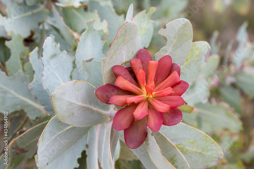 The red flower of Protea nitida, a sugarbush, seen in the Cederberg Mountains in the Western Cape of South Africa photo