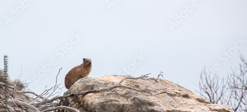 A Cape Hyrax (Procavia capensis) sitting on a rock in the Cederberg Moutains in the Western Cape of South Africa photo