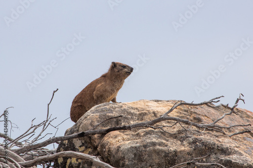African Wildlife: Rock Dassie (Procavia capensis) sitting on a rock in the cederberg mounatins north of Cape Town, Western Cape, South Africa photo