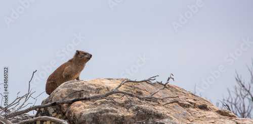 South African Wildlife: A Dassie resting on a rock in the Cederberg Moutain close to Clanwilliam in the Western Cape of South Africa