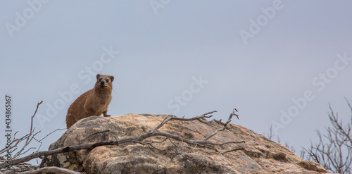 Rock dassie sitting on a stone in the Cedarberg Mountains in the Western Cape of South Africa photo