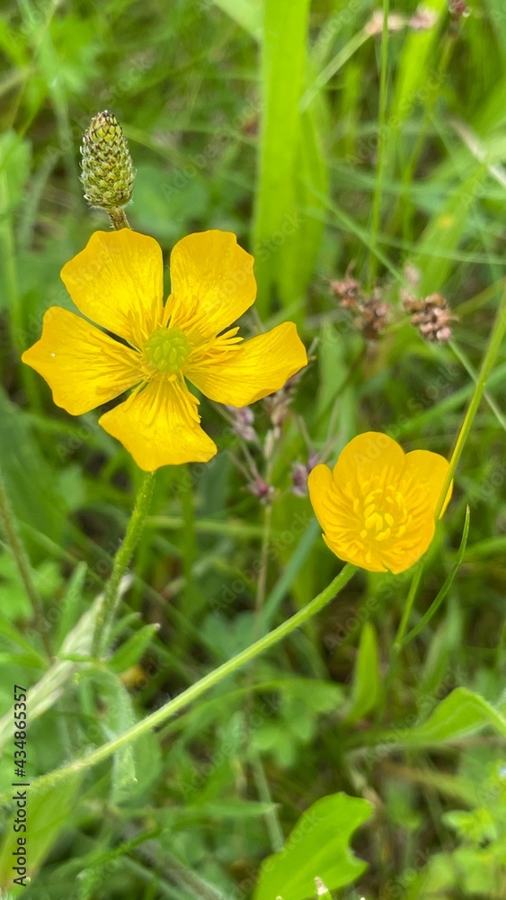 Obraz premium yellow flower on grass
