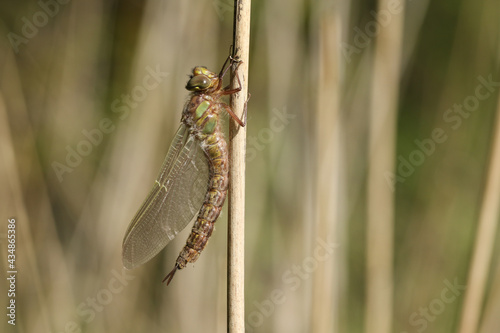 A newly emerged Hairy Dragonfly, Brachytron pratense, drying out on a reed in the early morning sunlight.