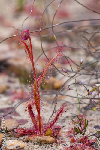 Portrait of a single Drosera cistiflora, a carnivorous plant, in the Cederberg Mountains in the Western Cape of South Africa