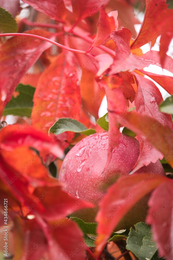 One red apple covered in water hanging on a tree branch, surrounded by bright red leaves. One red apple covered in water hanging on a tree branch, surrounded by bright red leaves.