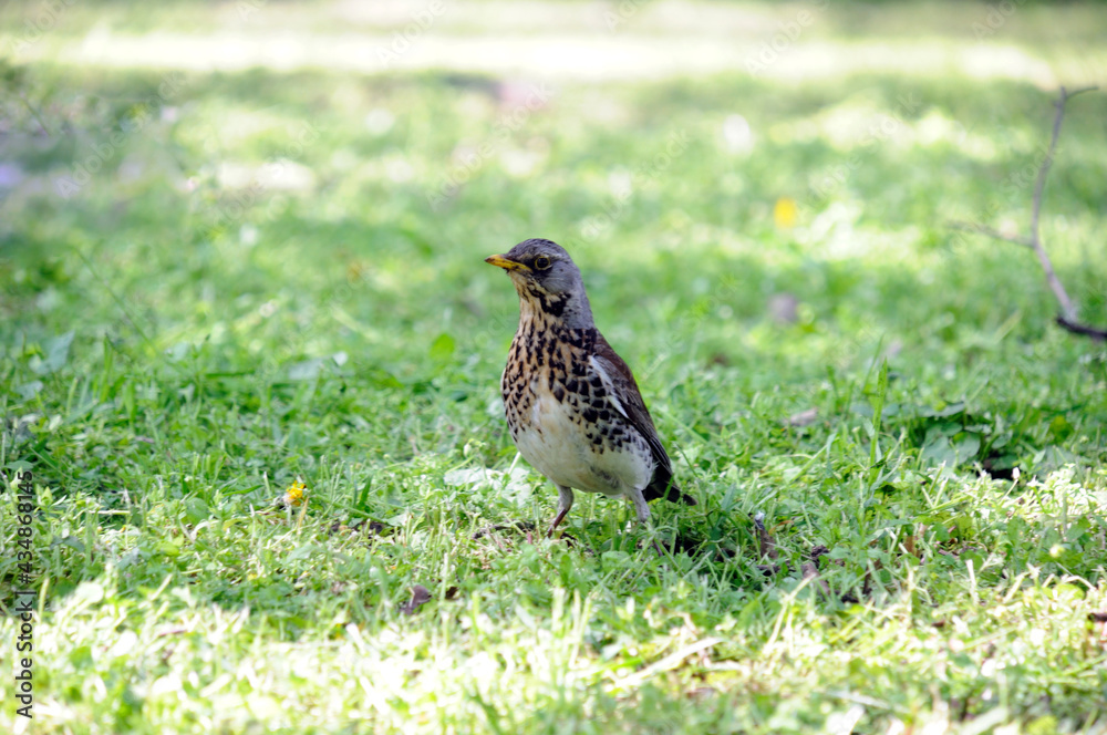 Fototapeta premium blackbird in the grass on a green meadow in the 