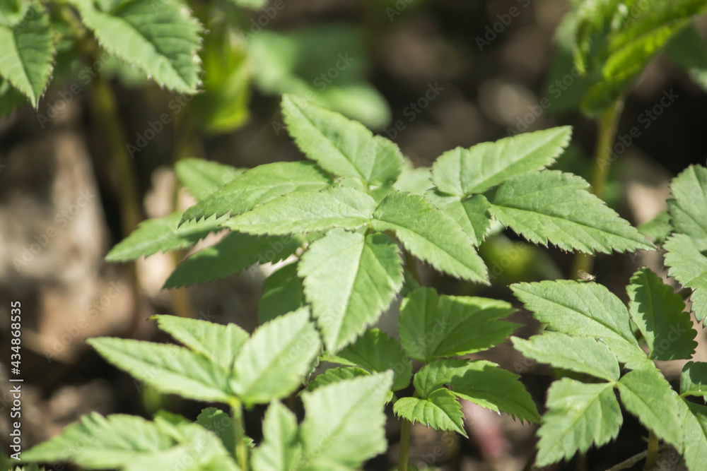Aegopodium podagraria est valde utilis medicinae herba Aegopodium podagraria est valde utilis medicinae herba