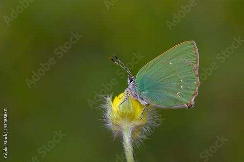 Callophrys rubi,min butterfly with a wonderful green color © kenan