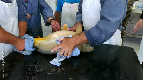 Female Carp for Spawning ; Taking eggs from a female carp for artificial insemination photo