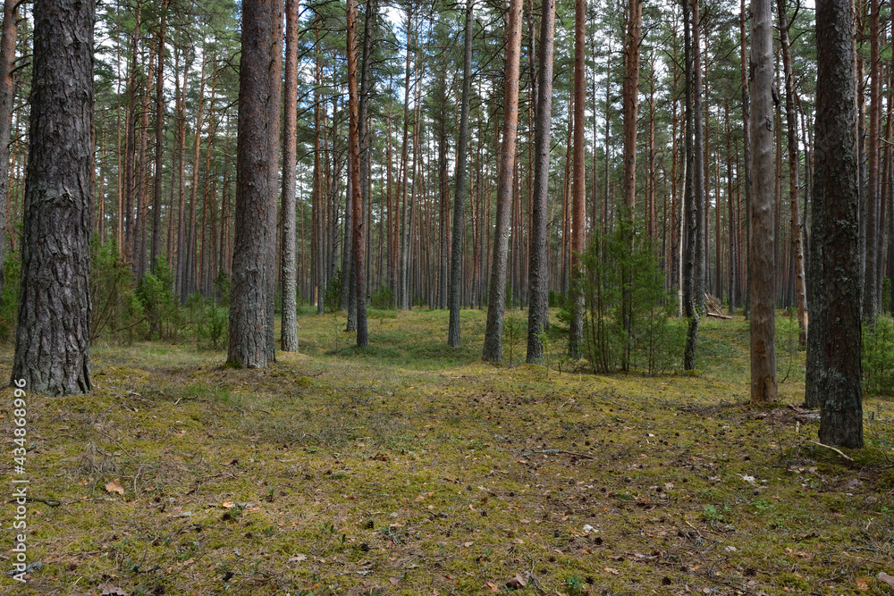 Obraz premium Inside the pine forest, the soil is covered with yellow-green moss and strewn with cones and old needles, among the mast pines are evergreen juniper bushes, light clouds.
