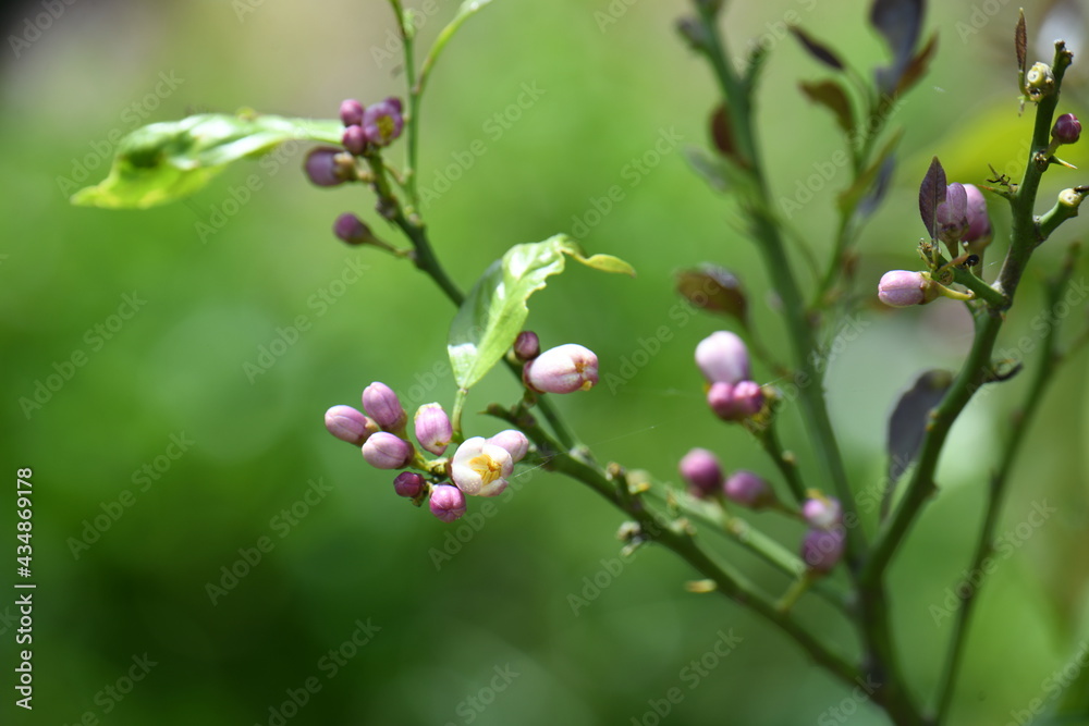 Obraz premium レモンの花