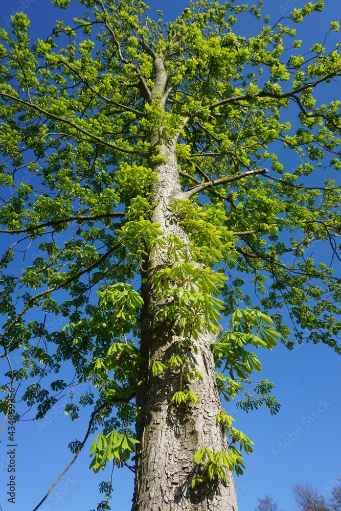 Fototapeta premium tree in the forest