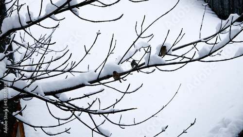 Tree Branches Covered with Thick Snow
