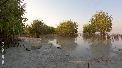 High tide saline water coming in into mangrove forest on Mangrove Beach, Umm Al Quwain, United Arab Emirates, timelapse. photo