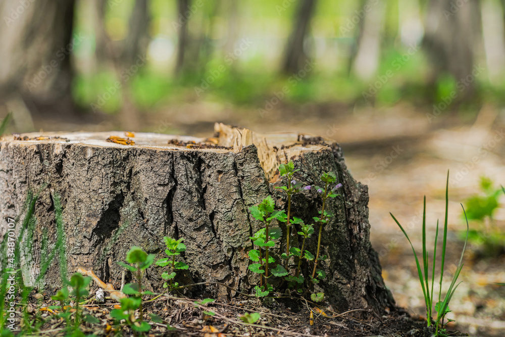 Wildflowers and stump from poplar in the park. Stump from a sawn tree with wildflowers and grass in the forest in summer Wildflowers and stump from poplar in the park. Stump from a sawn tree with wildflowers and grass in the forest in summer