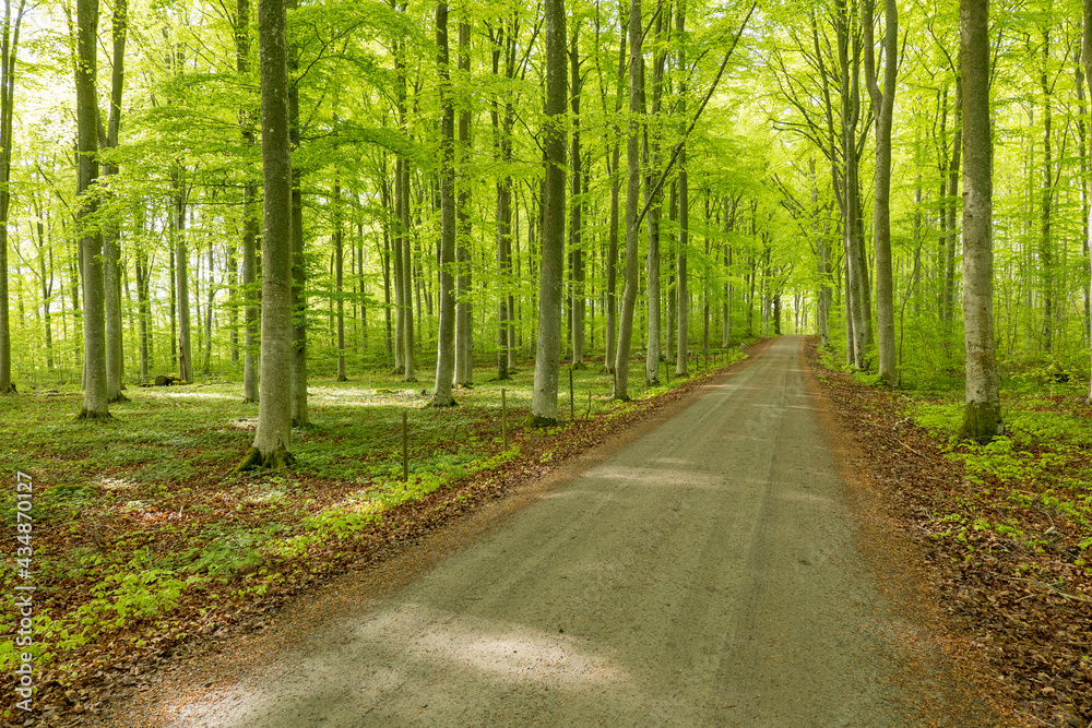 Fototapeta premium Scenic view of a beech wood landscape in spring