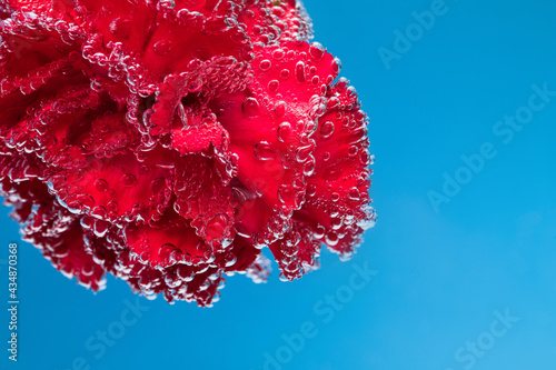 A red flower on a bluebackground, under water in air bubbles.