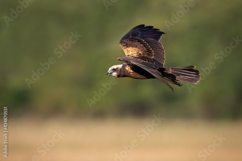 Western marsh harrier, circus aeruginosus, in flight in summertime nature. Female predator with open wings flying over the meadow. Feathered hunter hovering in summer.