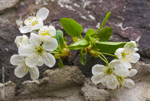 Cherry flowers on a stone granite background.