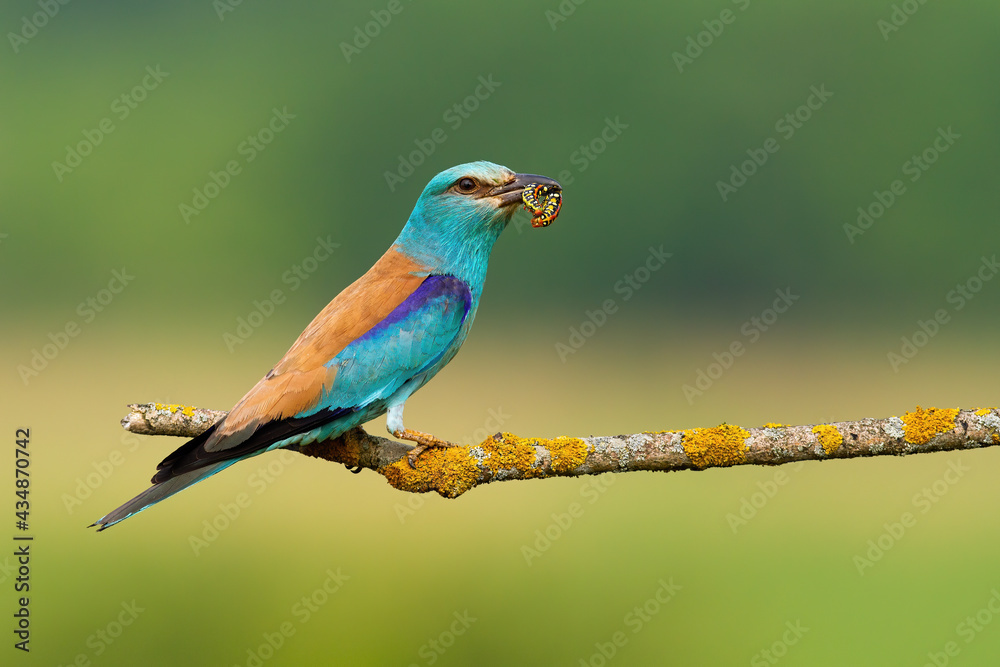 European roller, coracias garrulus, holding caterpillar on tree with copy space. Little turquoise bird with insect in beak sitting on branch. Colorful feathered animal looking on wood.