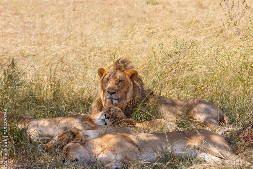 Fototapeta premium Lion flock resting in the shade on a hot day