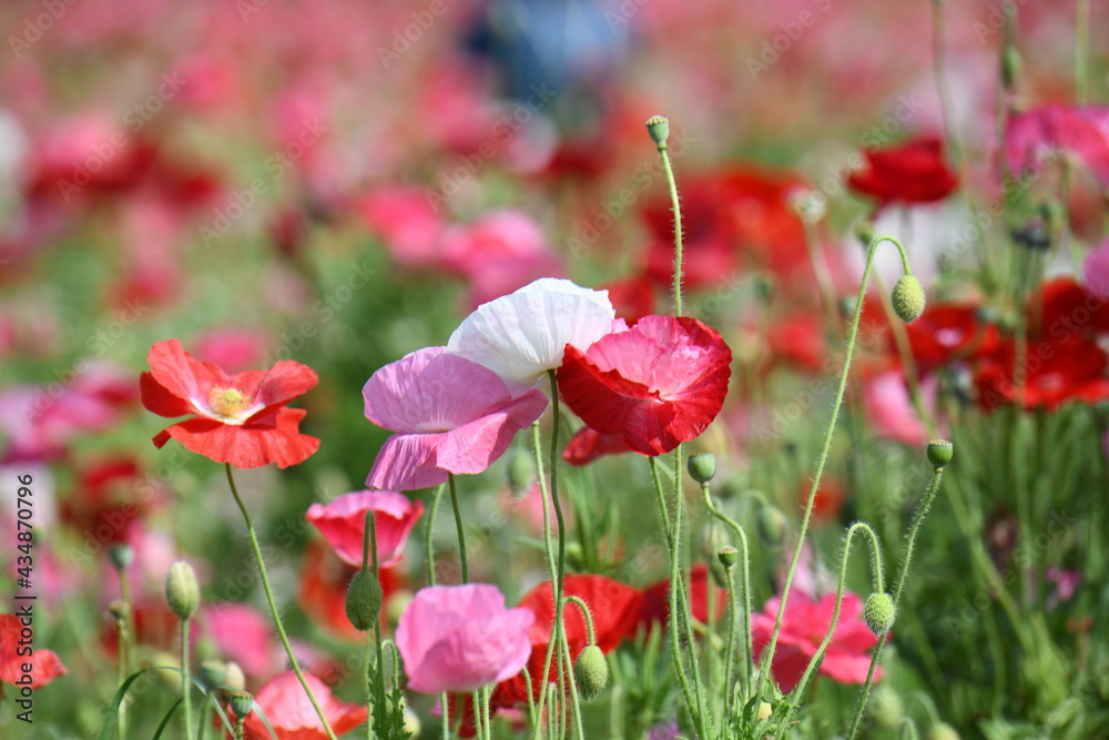 Obraz premium ポピーの花