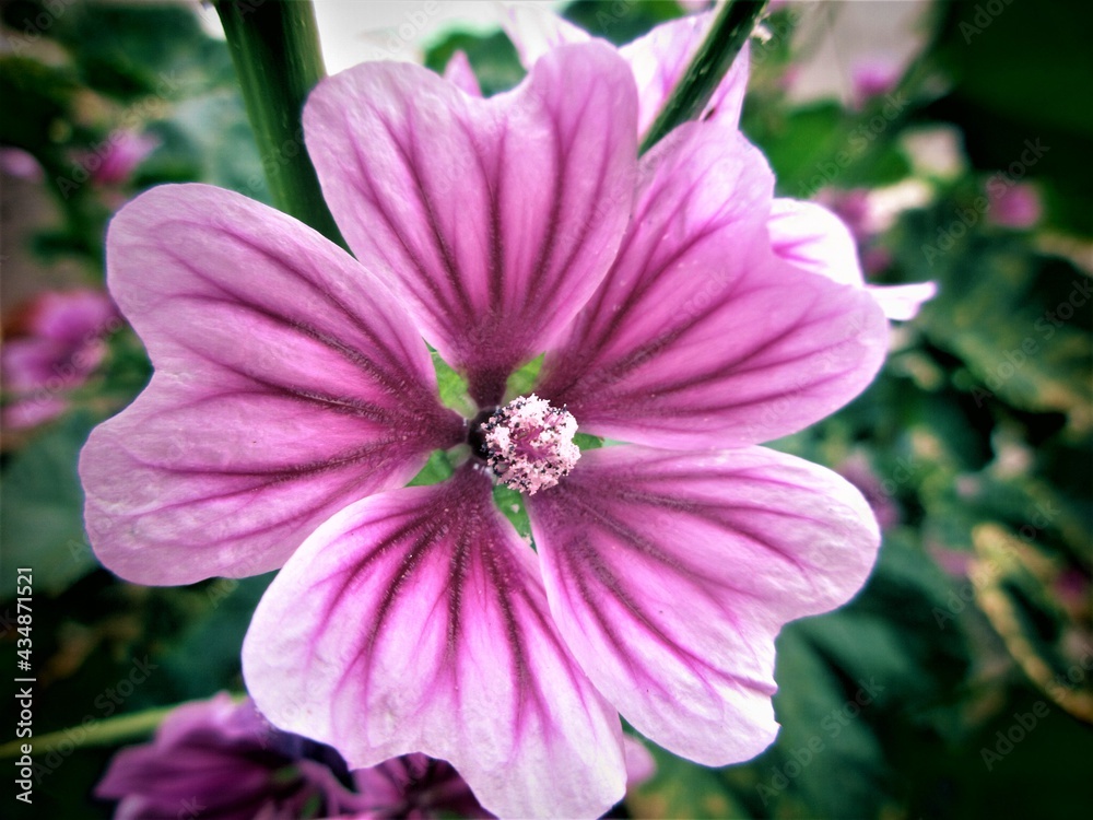 Obraz premium 公園の花