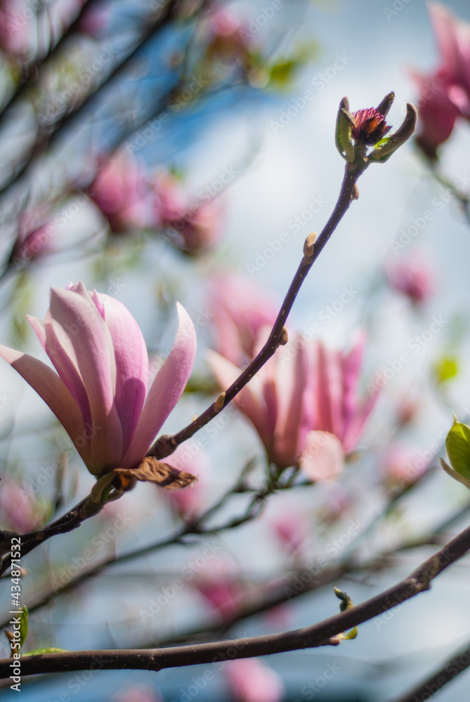 beautiful bloom of pink magnolias in the park in the spring.
Shooting is done with a shallow depth of field.