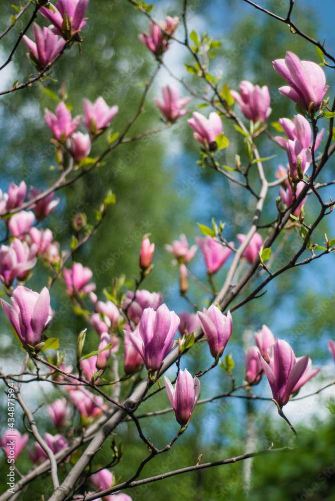 Obraz premium beautiful bloom of pink magnolias in the park in the spring. Shooting is done with a shallow depth of field.