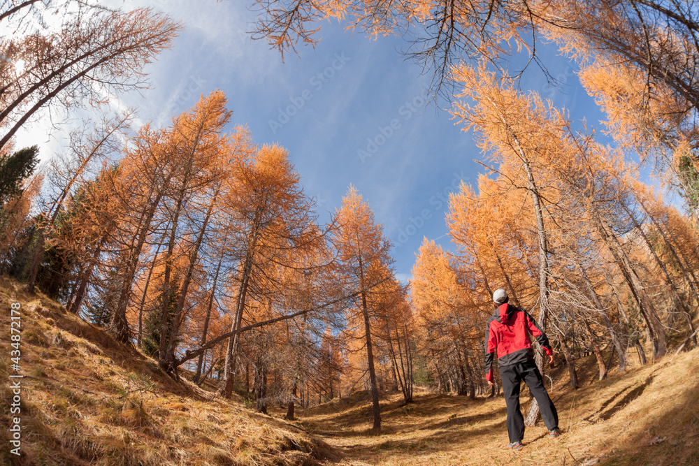 A trekker walking solo  among the forest in a sunny atumnal  day