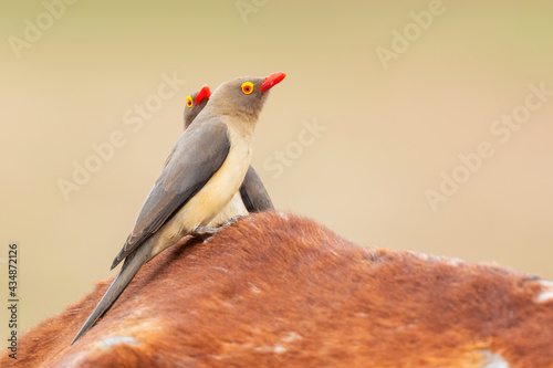Schilderij op canvas Red-billed Oxpecker - Buphagus erythrorynchus, colored perching bird from East African savannahs and bushes, lake Ziway, Ethiopia