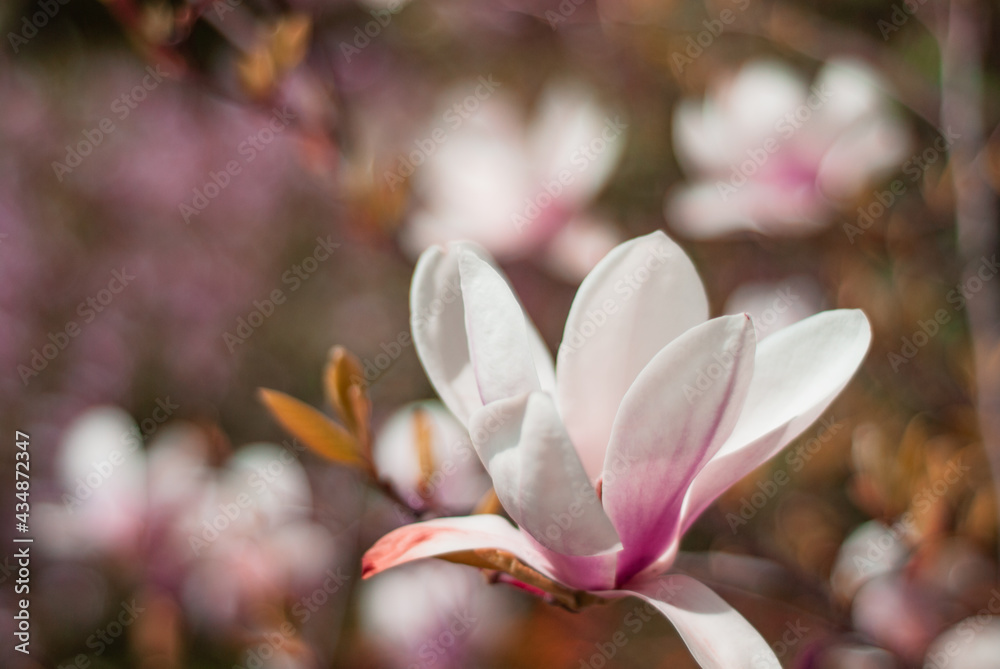 beautiful blooming of white magnolias in the park in the spring.
Shooting is done with a shallow depth of field.