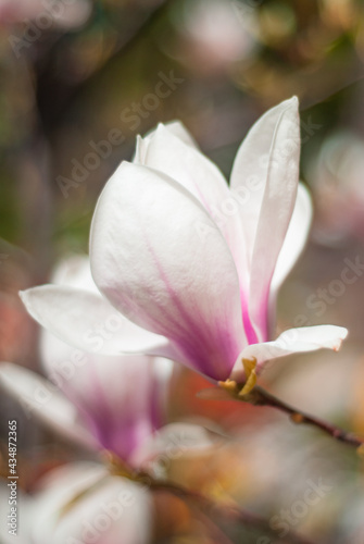 beautiful blooming of white magnolias in the park in the spring. Shooting is done with a shallow depth of field.
