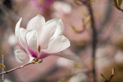 beautiful blooming of white magnolias in the park in the spring. Shooting is done with a shallow depth of field.