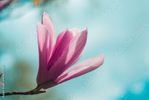 beautiful bloom of pink magnolias in the park in the spring.
Shooting is done with a shallow depth of field.