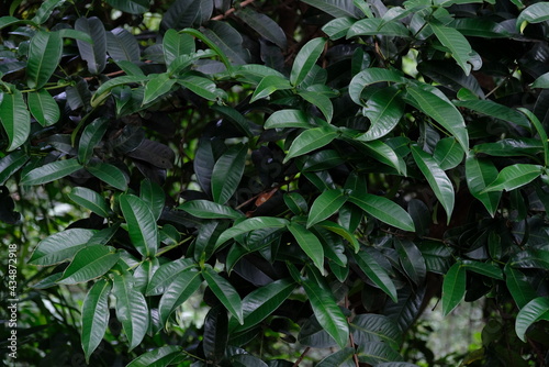 Close up of coffee leaves in the forest.