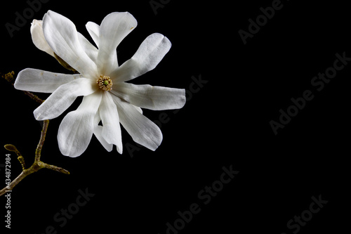 Close up of white blossom of a Kobushi Magnolia isolated on black background with copy space, also called Magnolia kobus