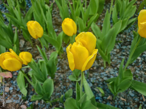 Beautiful yellow tulips in the garden