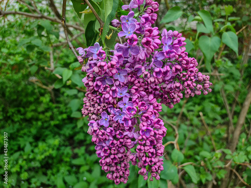 Terry lilac blooms in the garden