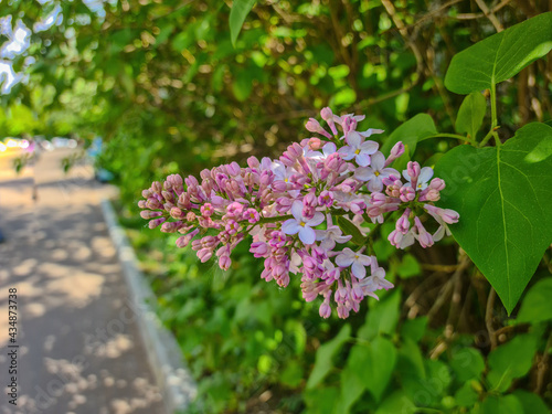 A branch of pink lilac blooms in the garden