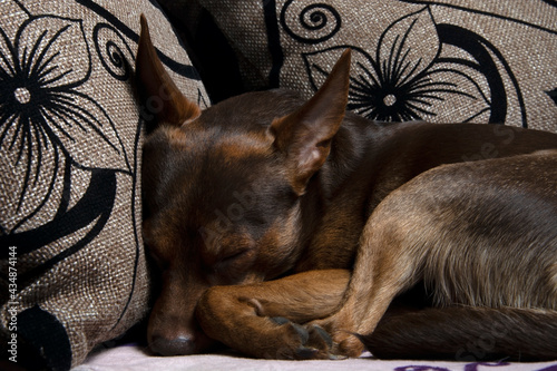 The dog that terrier is asleep.