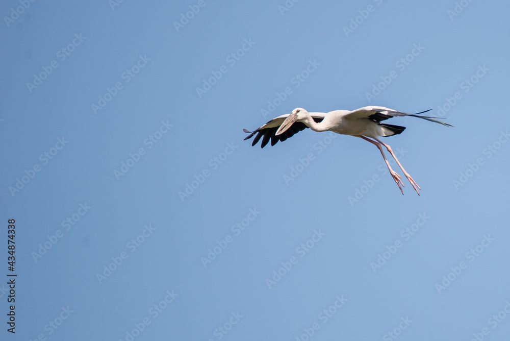 Stork on a background of blue sky. Bird in flight. Stork on a background of blue sky. Bird in flight.
