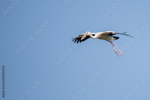 Stork on a background of blue sky. Bird in flight. 