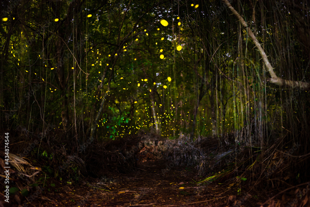 Firefly, lightning bugs flying at night in the forest in Thailand, Lights in the night Firefly, lightning bugs flying at night in the forest in Thailand, Lights in the night