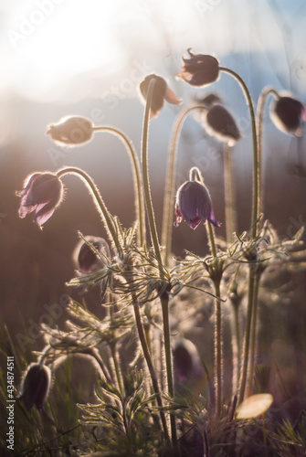 Beautiful bloom of spring Pulsatilla patens on a slope