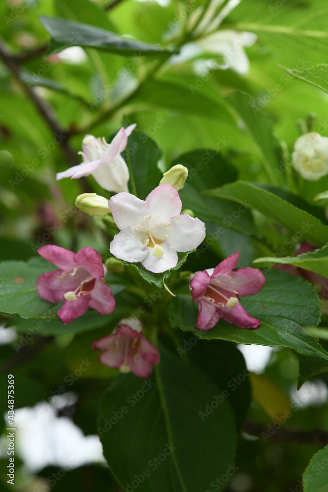 Obraz premium ハコネウツギ