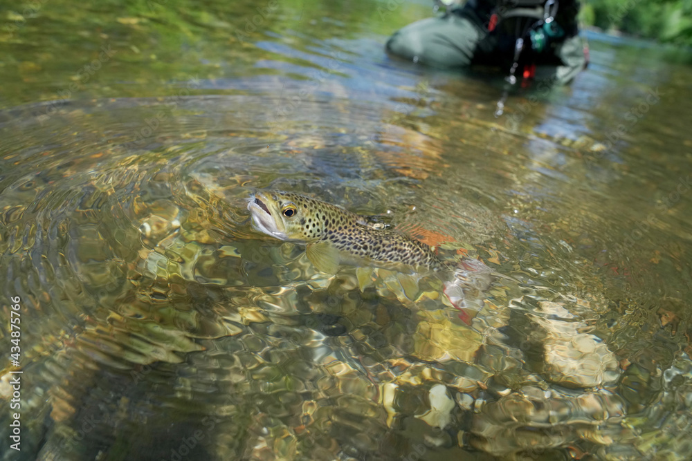 Fototapeta premium catch of a beautiful brown trout on the fly