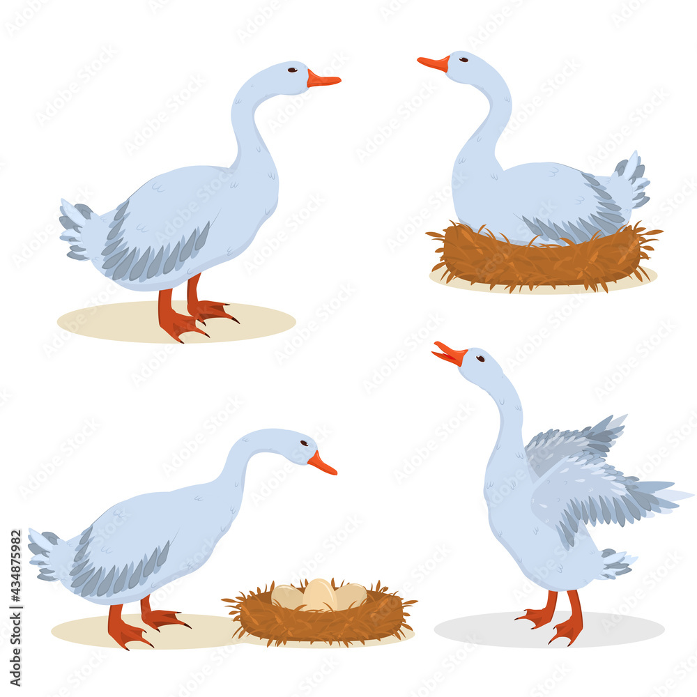a set of vector illustrations of gray geese. Isolated on a white background a set of vector illustrations of gray geese. Isolated on a white background